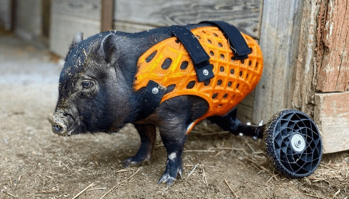 Prothèses pour sanglier